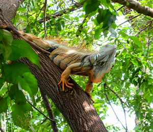 Puerto Vallarta Wild Life